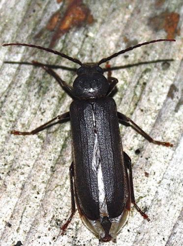 Réf. 202 810 : Arhopalus rusticus